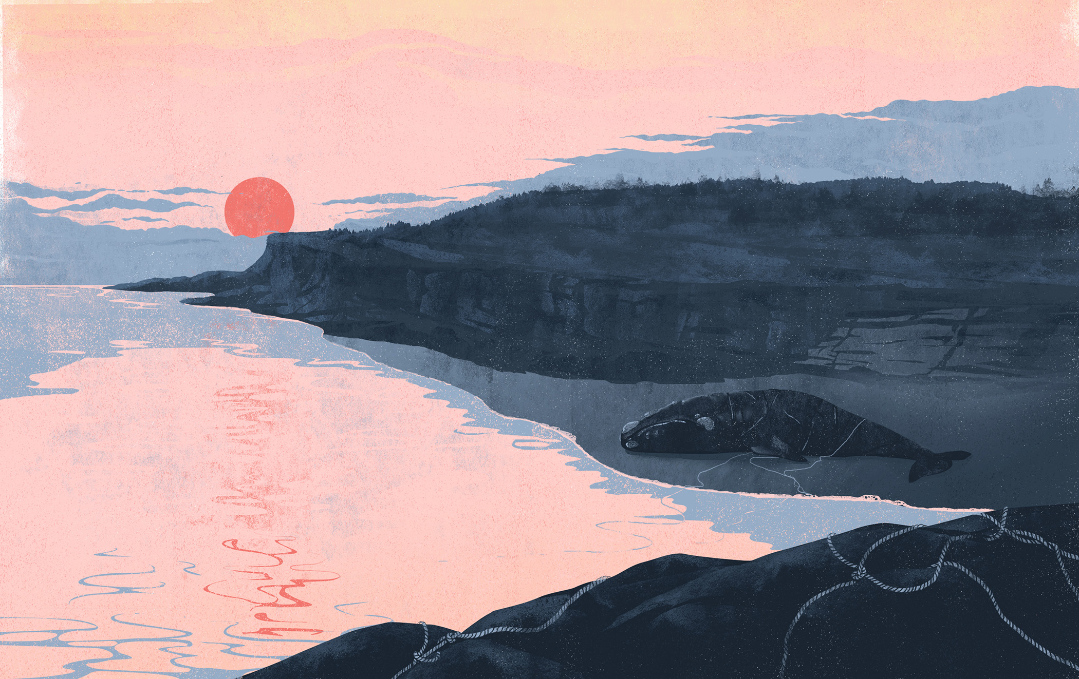 Joe and the Whale Imagery